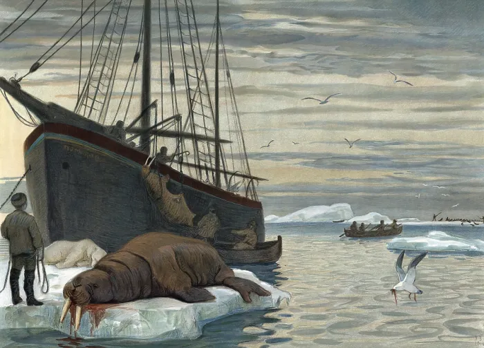 Framed Print : Hunting for walrus near Novaya Zemlya