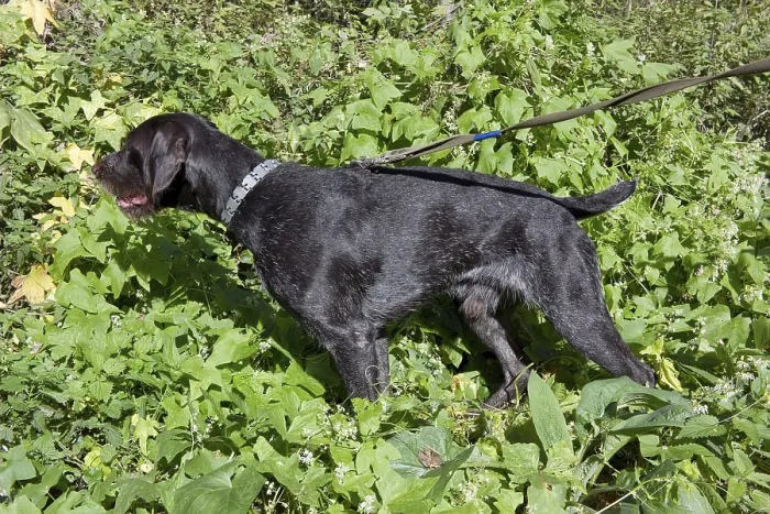 Framed Print : The hunting young dog retriver German Wirehaired Pointer (Drahthaar) felt a partridge in a grass