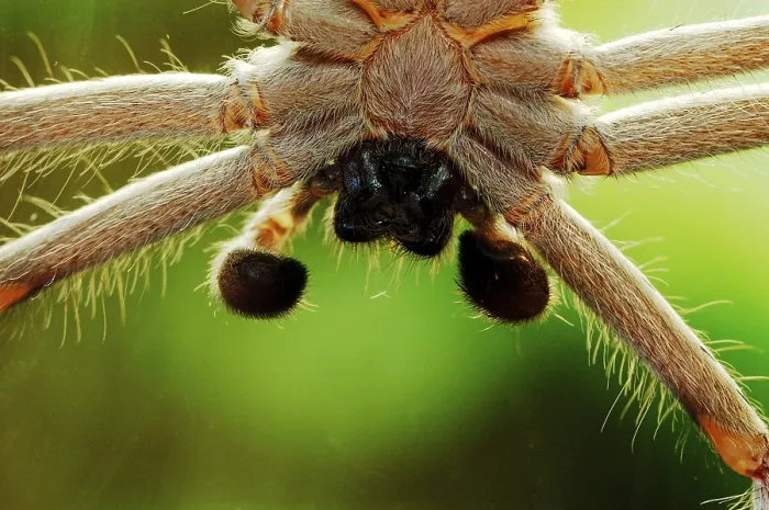 Framed Print : Huntsman cane spider (Heteropoda venatoria)