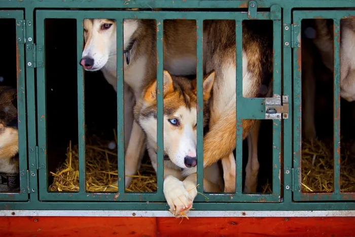 Framed Print : Huskies in a kennel cage Framed Print : Huskies in a kennel cage