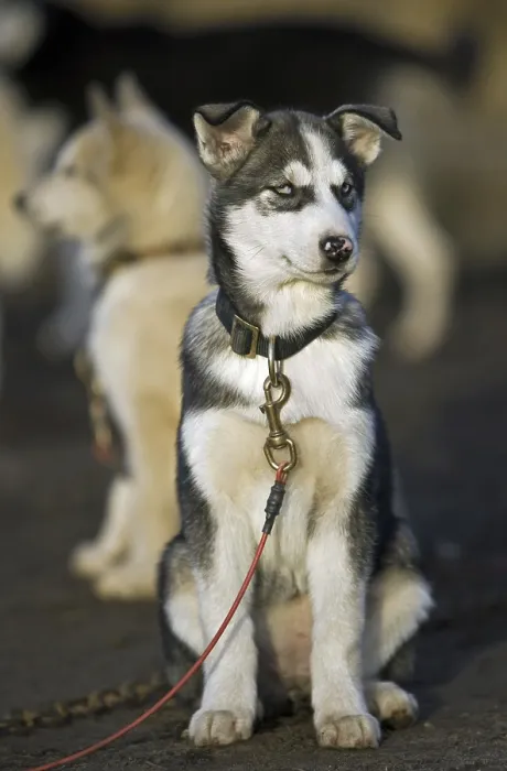 Framed Print : Husky dog (Canis lupus familiaris) wearing collar with leash