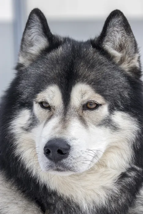 Framed Print : Husky, sled dog, portrait, Todtmoos