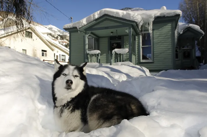 Framed Print : Husky in Telluride, Colorado, USA