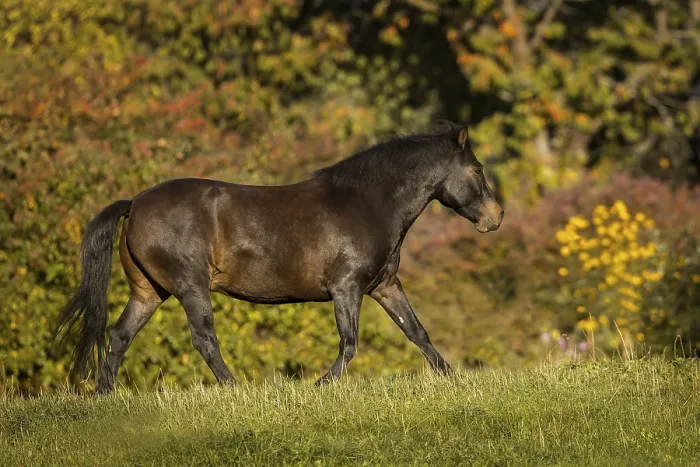 Framed Print : Huzule pony on the pasture in autumn