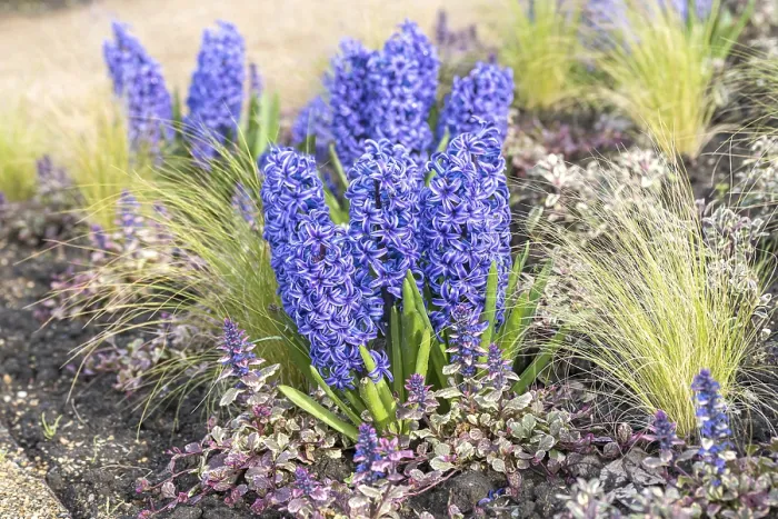 Framed Print : Hyacinth (Hyacinthus orientalis Blue Jacket')