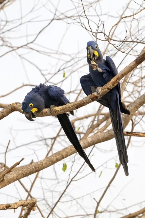 Framed Print : Hyacinth Macaw (Anodorhynchus hyacinthinus)