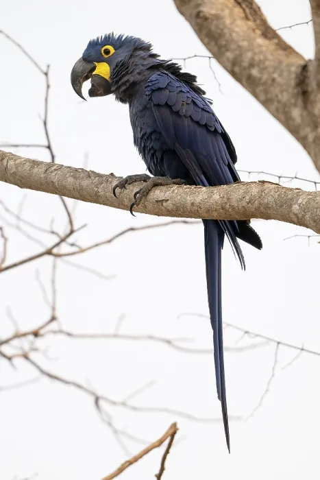 Framed Print : Hyacinth Macaw (Anodorhynchus hyacinthinus)