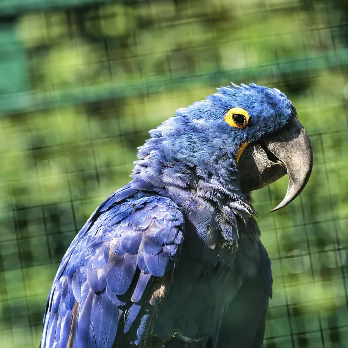 Framed Print : Hyacinth Macaw (Anodorhynchus hyacinthinus) in aviary Framed Print : Hyacinth Macaw (Anodorhynchus hyacinthinus) in aviary