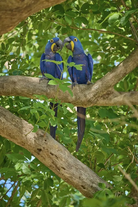 Framed Print : Two Hyacinth Macaws sitting on a tree and gently touching their beaks Framed Print : Two Hyacinth Macaws sitting on a tree and gently touching their beaks