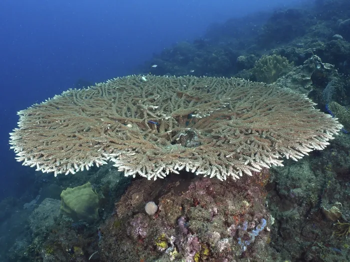 Framed Print : Hyacinth Table Coral (Acropora hyacinthus) presents itself on an underwater rock