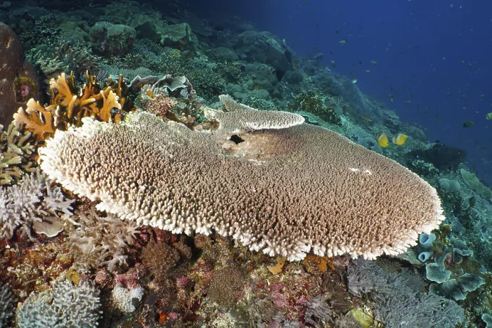 Framed Print : Hyacinth Table Coral (Acropora hyacinthus) with surrounding corals in a colourful reef