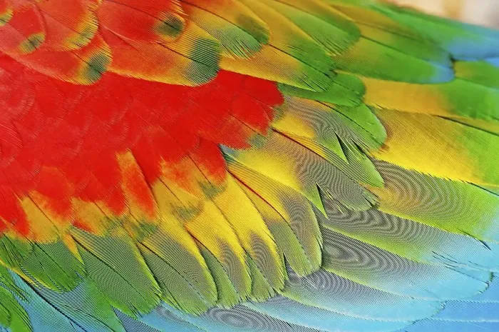 Framed Print : Hybrid of scarlet macaw and red-and-green macaw (Ara macao x Ara chloroptera)