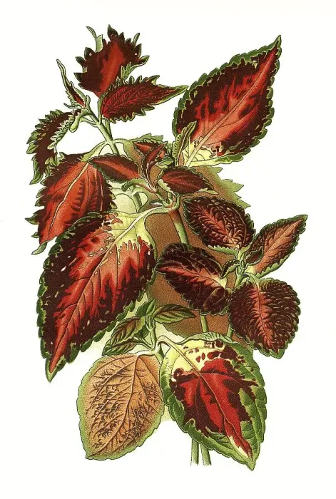 Framed Print : Hybrid spurflowers (Plectranthus) scutellarioides