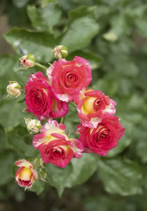 Framed Print : Hybrid Tea Rose (Grandiflora & Climbing Grandiflora)