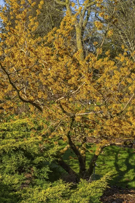 Framed Print : Hybrid witch hazel (Hamamelis x intermedia) cultivar Barmstedt Gold