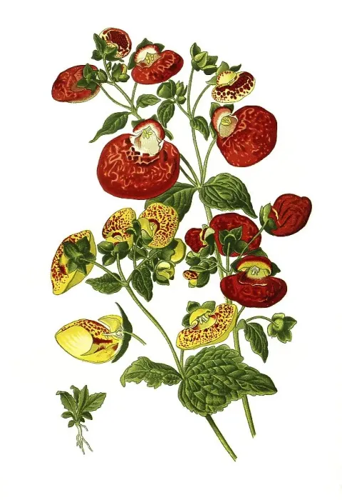 Framed Print : Hybrida, Herbaceous, lady's purse Framed Print : Hybrida, Herbaceous, lady's purse