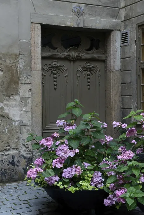 Framed Print : Hydrangea in shell in front of old house Framed Print : Hydrangea in shell in front of old house