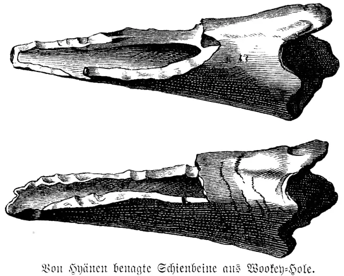 Framed Print : Hyena gnawed tibia from Wookey Hole Caves, County Somerset, limestone cave, leg bones, biology, gnawing, palaeontology, geology, archaeological find, United Kingdom, human history, England, historical illustration1880, Europe