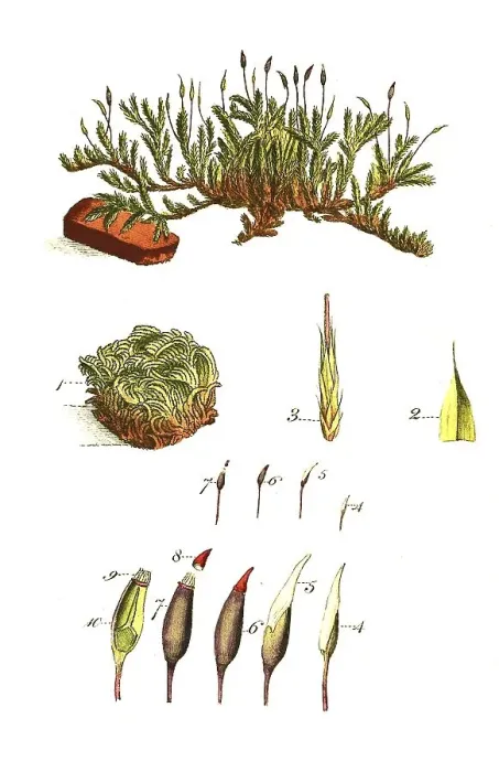 Framed Print : Hypnum sericeum, moss, sleeping moss Framed Print : Hypnum sericeum, moss, sleeping moss
