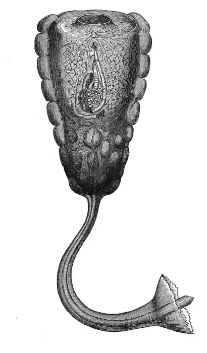Framed Print : Hypobythius calycodes, Historic