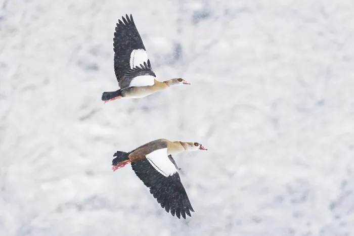 Framed Print : Two i Nile Geese (Alopochen aegyptiacus) flying synchronously in a snowy environment during snowfall