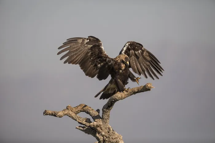 Framed Print : Iberian Eagle (Aquila adalberti)