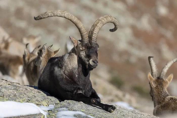 Framed Print : Iberian ibex, Gredos ibex (Capra pyrenaica victoriae)