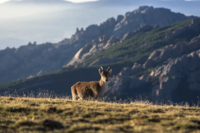 Framed Print : An Iberian Ibex stands gracefully on a mountain slope at sunset
