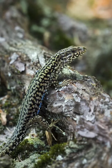 Framed Print : Iberian rock lizard (Lacerta muralis) Framed Print : Iberian rock lizard (Lacerta muralis)