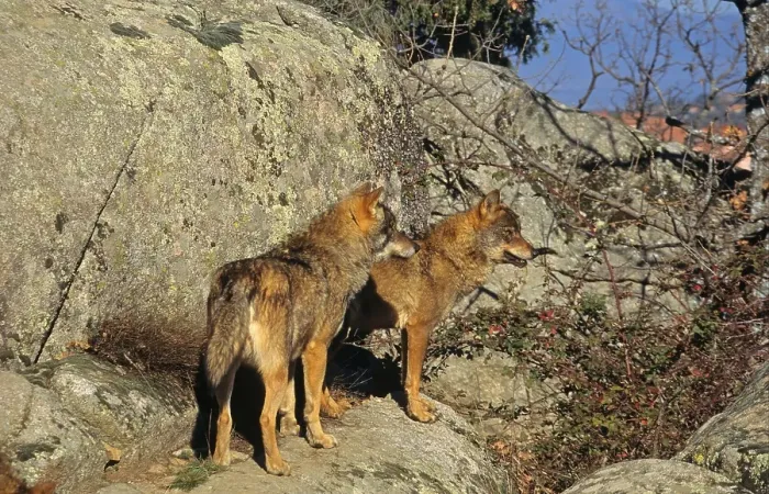 Framed Print : Iberian wolf, iberian wolves (Canis lupus signatus)