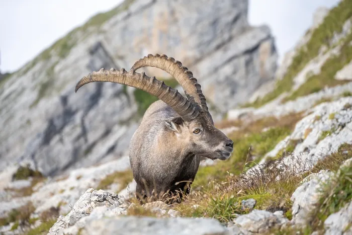 Framed Print : Ibex in the Appenzell Alps, on the Saentis Framed Print : Ibex in the Appenzell Alps, on the Saentis