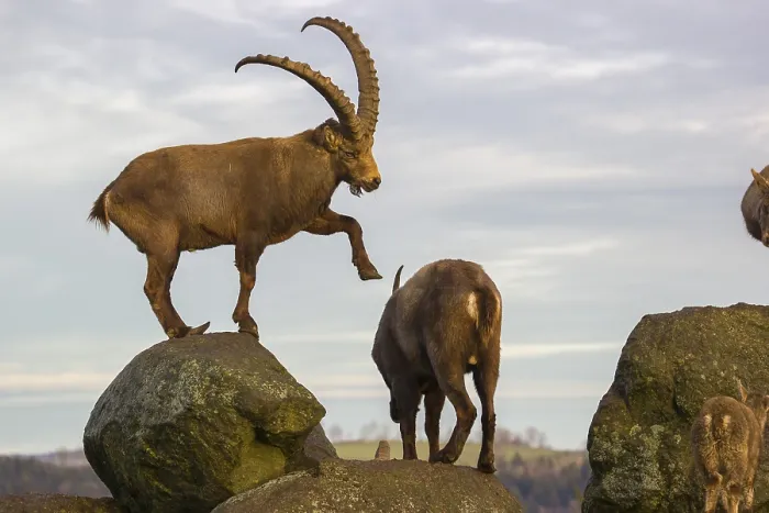 Framed Print : Two ibex (Capra ibex), a male and a female Framed Print : Two ibex (Capra ibex), a male and a female