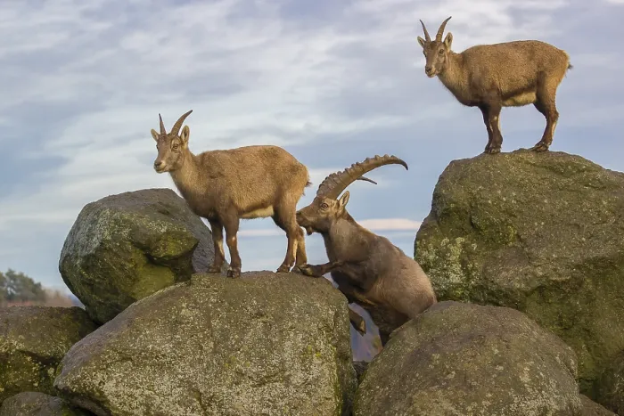 Framed Print : Two ibex (Capra ibex), a male and a female Framed Print : Two ibex (Capra ibex), a male and a female