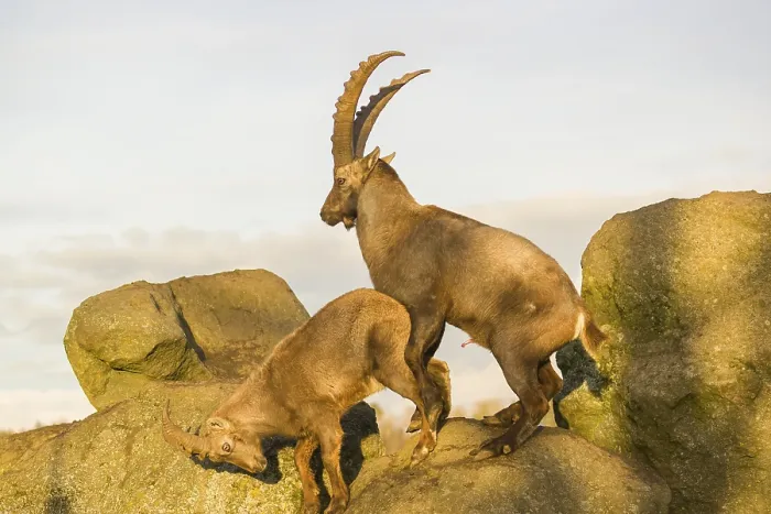 Framed Print : Two ibex (Capra ibex), a male and a female