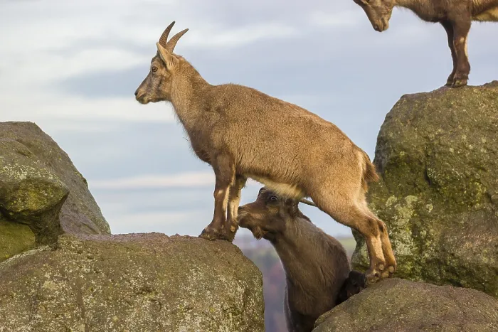 Framed Print : Two ibex (Capra ibex), a male and a female Framed Print : Two ibex (Capra ibex), a male and a female