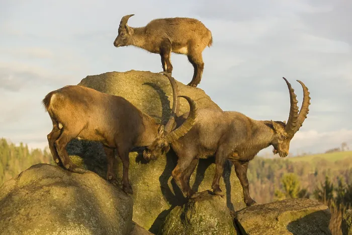 Framed Print : Three ibex (Capra ibex) playing on a rock in the last light of the day Framed Print : Three ibex (Capra ibex) playing on a rock in the last light of the day