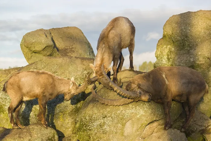 Framed Print : Three ibex (Capra ibex) playing on a rock in the last light of the day