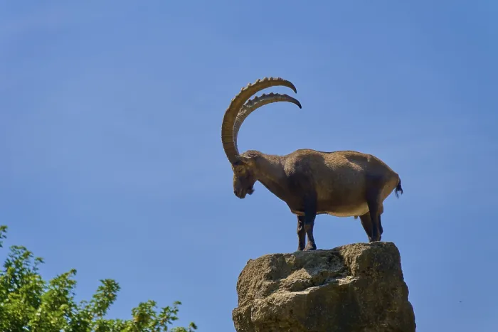 Framed Print : An ibex (Capra ibex), standing majestically on a rock in front of a blue sky Framed Print : An ibex (Capra ibex), standing majestically on a rock in front of a blue sky