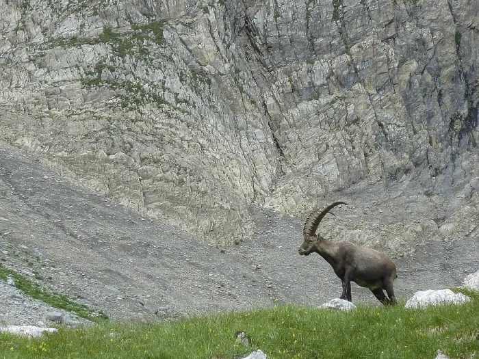 Framed Print : An ibex (Capricornus) stands on a mountain meadow in front of a rock face Framed Print : An ibex (Capricornus) stands on a mountain meadow in front of a rock face