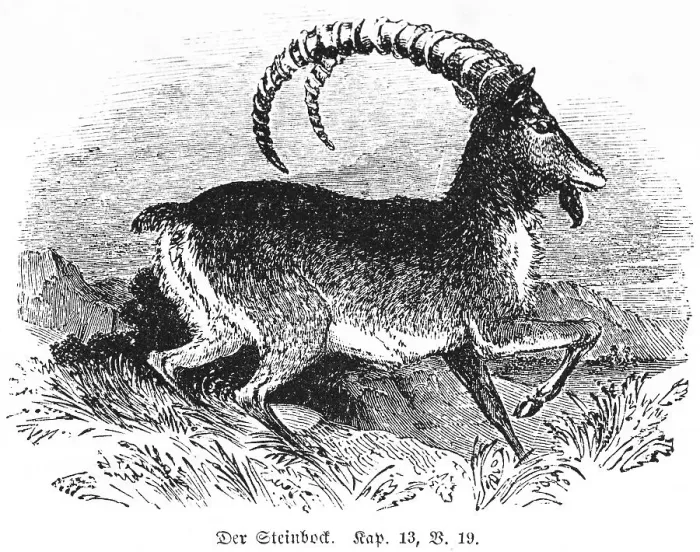 Framed Print : The Ibex, horns, bent, running
