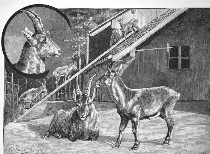 Framed Print : Ibex, Ibexes in the Zurich Game Park
