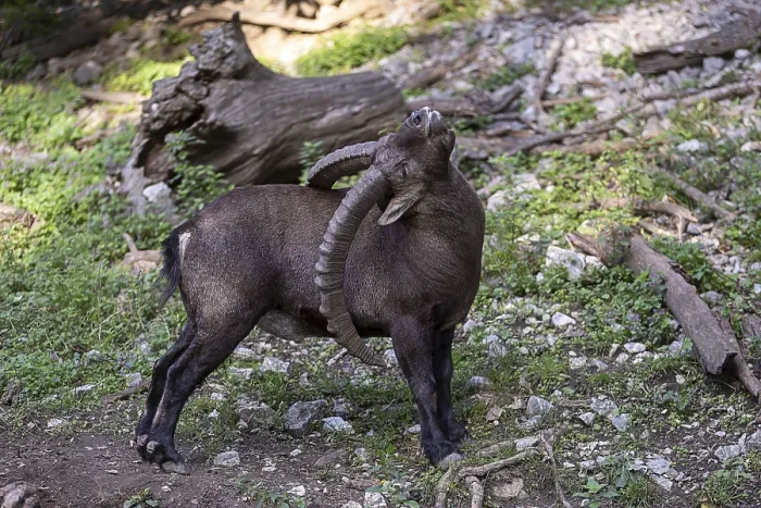Framed Print : An ibex stands on a rocky ground