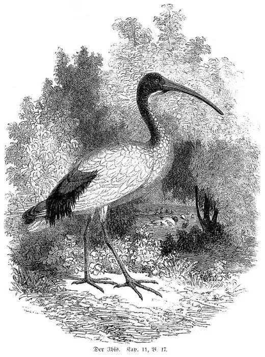 Framed Print : The ibis, Leviticus chapter 11 verse 17