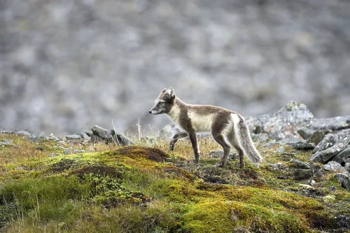 Framed Print : Ice fox, arctic fox, (Alopex lagopus) Framed Print : Ice fox, arctic fox, (Alopex lagopus)