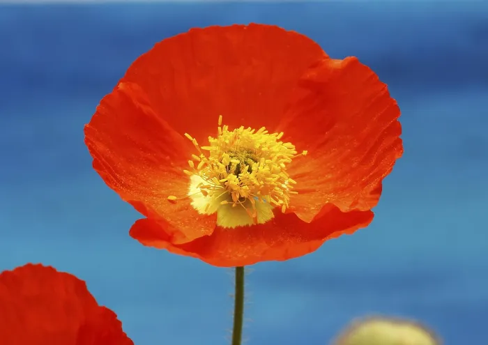 Framed Print : Iceland poppy (Papaver nudicaule)