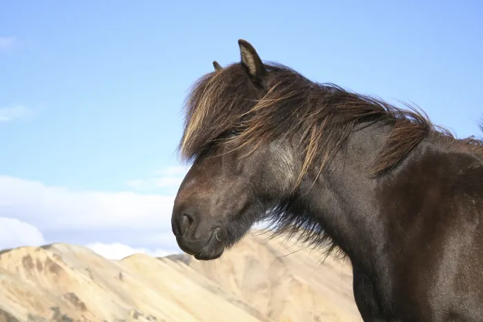 Framed Print : Icelandhorse in Landmannalaugar iceland