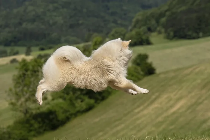 Framed Print : My Icelandic dog is characterised by its enormous jumping power and joy of jumping