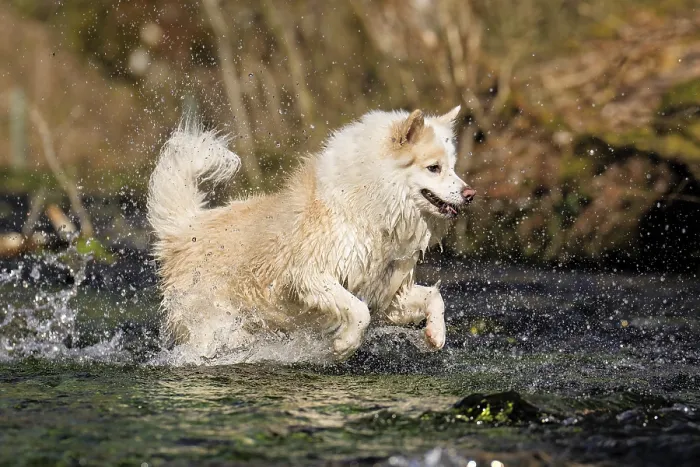 Framed Print : My Icelandic dog in luck