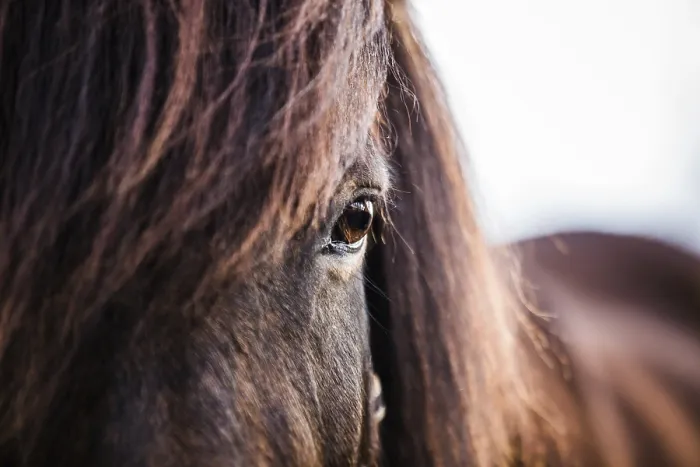 Framed Print : Icelandic Horse