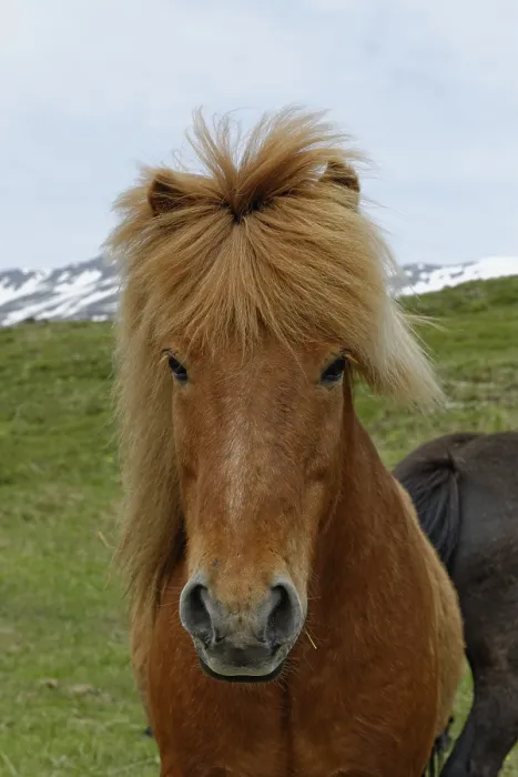 Framed Print : Icelandic horse, East Iceland, Iceland